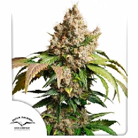Auto Red Tropicana Cookies > Dutch Passion